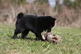 SCHIPPERKE 777